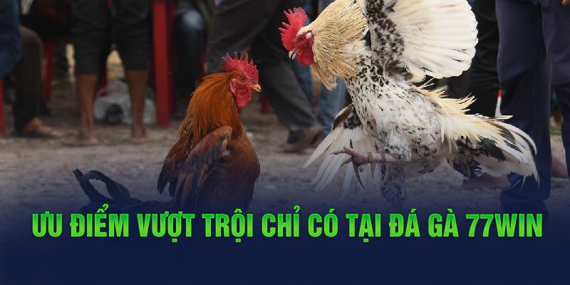 đá gà lý do vì sao nhiều người yêu thích