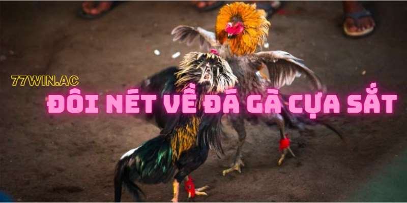 đá gà cựa sắt